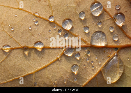 Pedunculate oder englischer Eiche Quercus Robur Fagaceae Stockfoto