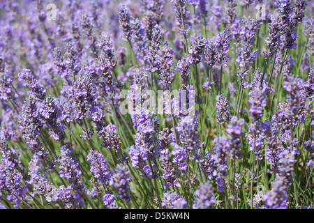 VEREINIGTES KÖNIGREICH; ENGLAND; NORFOLK; LAVENDEL; LILA; PFLANZE; FELD; ROSA Stockfoto