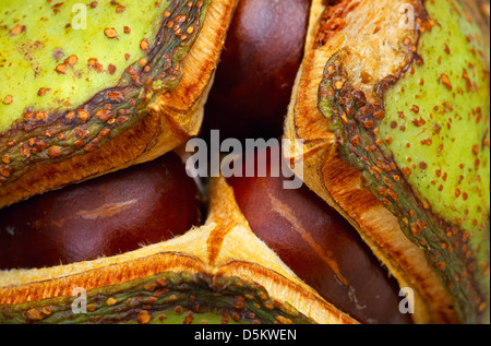 Rosskastanie Aesculus Hippocastanum, Hippocastanaceae Stockfoto