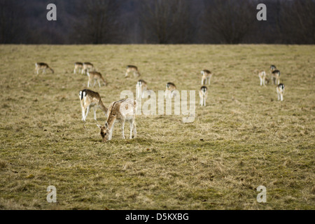 Viele Rehe, die auf der Suche nach Nahrung in einem grünen Feld in England Stockfoto