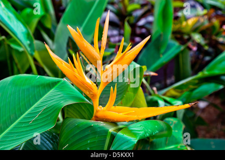 Blume der Paradiesvogel Vogel Stockfoto