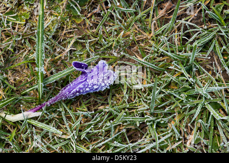 Frost beschädigt Krokusblüten in einem englischen Garten Stockfoto