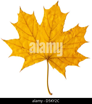 im Herbst gelbe Blatt Ahorn Stockfoto