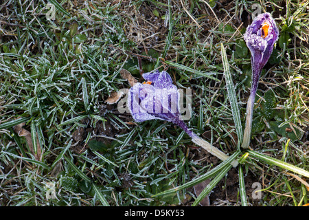 Frost beschädigt Krokusblüten in einem englischen Garten Stockfoto