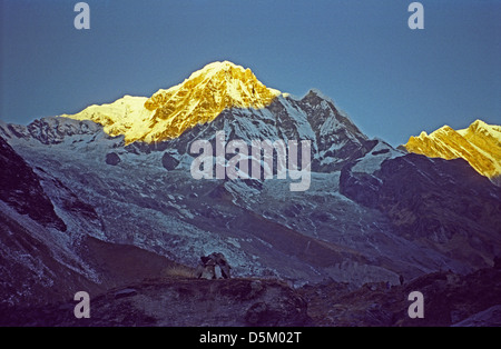 Letzten Strahlen der Abendsonne am Gipfel des Annapurna South Höhe 7219 mètres oberhalb Annapurna Base Camp Nepal Himalaya Stockfoto