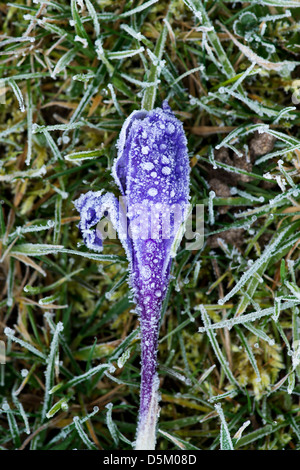 Frost beschädigt Krokusblüten in einem englischen Garten Stockfoto