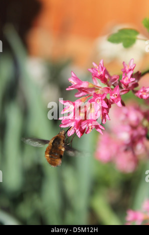 Beefly ernähren sich von Nektar auf eine blühende Johannisbeere Busch Stockfoto