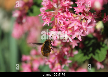 Beefly ernähren sich von Nektar auf eine blühende Johannisbeere Busch Stockfoto