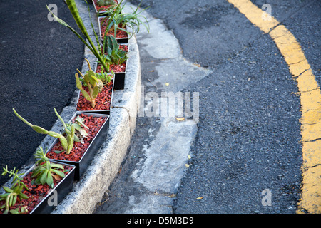 Pflanzen Sie Töpfe Straßenrand hinzufügen Curb Appeal in Kapstadt - Südafrika Stockfoto