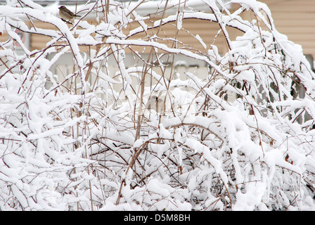 Vögel, inmitten der verschneiten Busch nach dem Sturm, Selig, genießen die Ruhe. Stockfoto