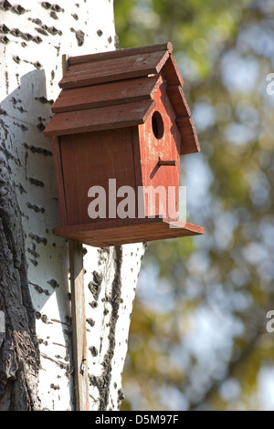 Vogel Nistkasten auf einer Birke Stockfoto