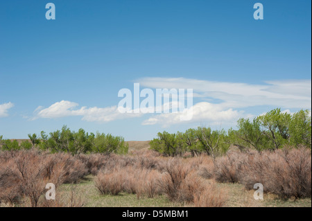 Ein Feld entlang einem Bachbett in der hohen Wüste von Utah, gefüllt mit Salz Zeder, Weiden und Pappeln. Stockfoto