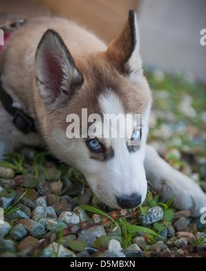 Alaskan Husky Hund Stockfoto