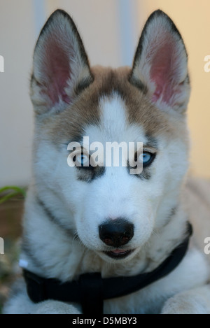 Alaskan Husky Hund Stockfoto