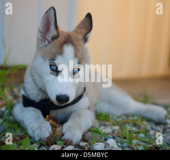 Alaskan Husky Hund Stockfoto