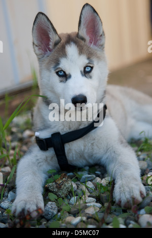 Alaskan Husky Hund Stockfoto