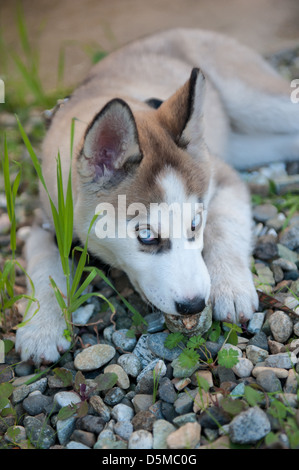 Alaskan Husky Hund Stockfoto