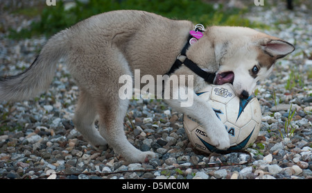 Alaskan Husky Hund Stockfoto