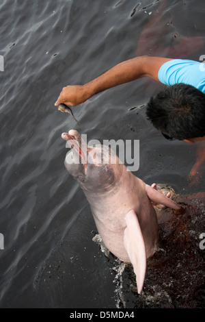 Amazonas-Delfine Inia Geoffrensis wurde gespeist von Touristen bei Novo Airão City, Bundesstaat Amazonas, Brasilien Stockfoto