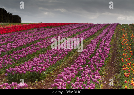 Ein Feld von Tulpen in Table Cape, Tasmanien, Australien Stockfoto