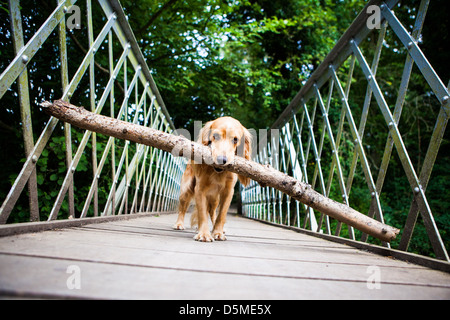 Hund mit großer Stick auf einer Brücke Stockfoto