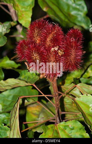 Urucum Bixa Orellana Frucht vom Amazonas-Regenwald, verwendet von den Ureinwohnern für Malerei Haut mit roter Farbe produziert mit ihm. Stockfoto