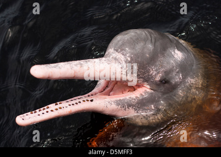 Fluss Schweinswal an Oberfläche zeigt den Kopf und Mund öffnen.  Amazonas-Regenwald, schwarzer Fluß, in der Nähe von Novo Airão Stadt, Amazonas, Brasilien. Stockfoto