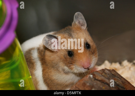 Mein Haustier Hamster an ihrem ersten Tag in ihrem neuen Zuhause Stockfoto