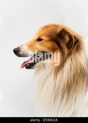 Sheltie im studio Stockfoto