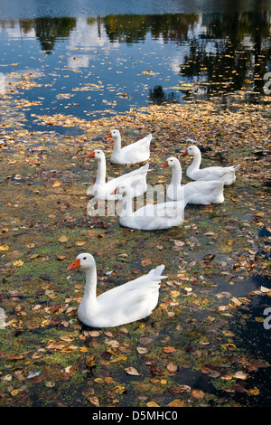 Gänse auf einem ländlichen Teich mit nach unten Laub bedeckt Stockfoto