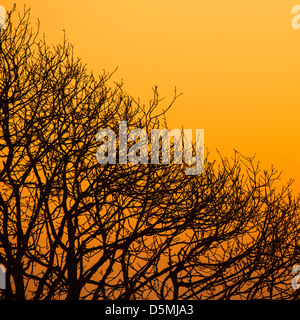 Silhouette Äste eines Baumes gegen orangefarbenen Himmel Stockfoto