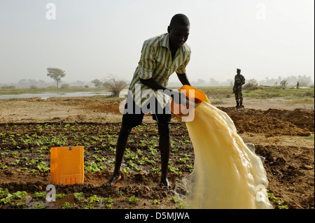 Afrika NIGER Zinder, Dorf Zongon Soumaguela, Bauer zu bewässern Gemüsegarten aus Wasserteich während der Trockenzeit Stockfoto