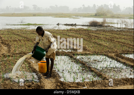 Afrika NIGER Zinder, Dorf Zongon Soumaguela, Bauer zu bewässern Gemüsegarten aus Wasserteich während der Trockenzeit Stockfoto