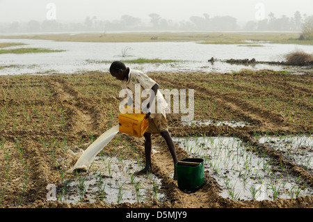 Afrika NIGER Zinder, Dorf Zongon Soumaguela, Bauer zu bewässern Gemüsegarten aus Wasserteich während der Trockenzeit Stockfoto