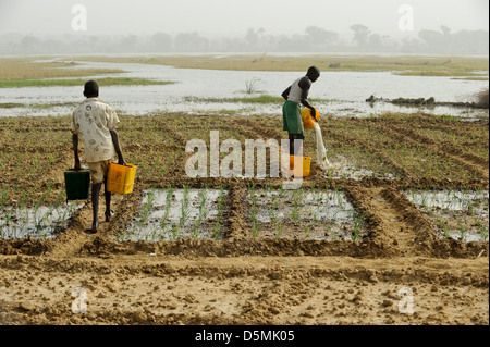 Afrika NIGER Zinder, Dorf Zongon Soumaguela, Bauer zu bewässern Gemüsegarten aus Wasserteich während der Trockenzeit Stockfoto