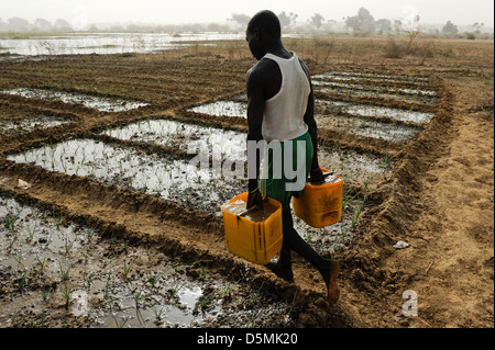 Afrika NIGER Zinder, Dorf Zongon Soumaguela, Bauer zu bewässern Gemüsegarten aus Wasserteich während der Trockenzeit Stockfoto