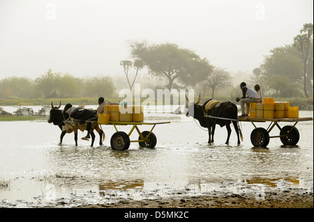 Afrika Niger Zinder, Dorf Zongon Soumaguela, Wasser Transport mit Ochsenkarren aus Wasser Teich während der trockenen Jahreszeit, ist das Wasser für die Bewässerung und Trinkwasserversorgung Stockfoto