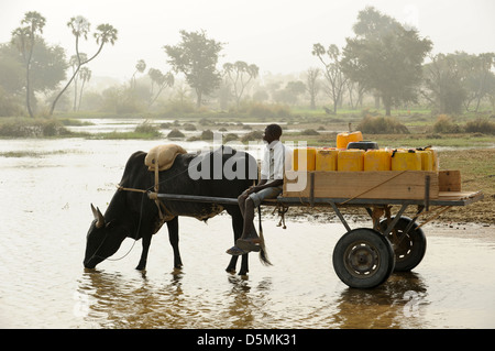 Afrika Niger Zinder, Dorf Zongon Soumaguela, Wasser Transport mit Ochsenkarren aus Wasser Teich während der trockenen Jahreszeit, ist das Wasser für die Bewässerung und Trinkwasserversorgung Stockfoto