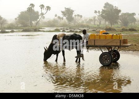 Afrika Niger Zinder, Dorf Zongon Soumaguela, Wasser Transport mit Ochsenkarren aus Wasser Teich während der trockenen Jahreszeit, ist das Wasser für die Bewässerung und Trinkwasserversorgung Stockfoto