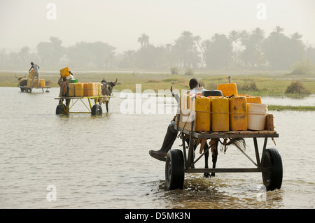 Afrika Niger Zinder, Dorf Zongon Soumaguela, Wasser Transport mit Ochsenkarren aus Wasser Teich während der trockenen Jahreszeit, ist das Wasser für die Bewässerung und Trinkwasserversorgung Stockfoto