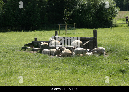 Frühling - Lämmer und Schafe, Schafe entspannend in einem grünen Feld (kein Schnee!) an einem Frühlingsmorgen Stockfoto