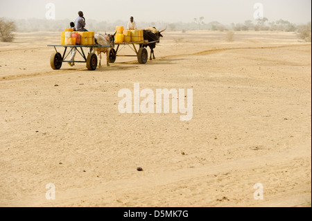 Afrika Niger Zinder, Dorf Zongon Soumaguela, Wasser Transport mit Ochsenkarren aus Wasser Teich während der trockenen Jahreszeit, ist das Wasser für die Bewässerung und Trinkwasserversorgung Stockfoto