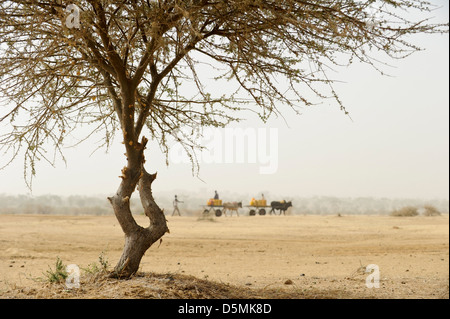 Afrika NIGER Zinder, Dorf Zongon Soumaguela, Wassertransport mit Bullock-Wagen aus dem Wasserteich in der Trockenzeit, Akazienbaum Stockfoto