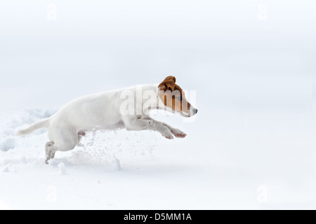 Jack Russel springen auf Schnee Stockfoto