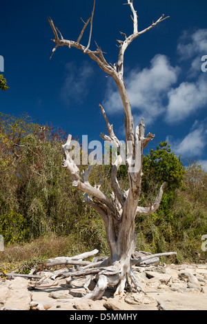 Madagaskar, Nosy Be, Nosy Tanikely Insel Hauptstrand, zerklüfteter Baum Stockfoto