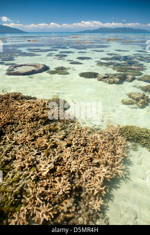 Madagaskar, Nosy Be, Nosy Tanikely Insel Korallen Köpfe in Untiefen ab Hauptstrand Stockfoto