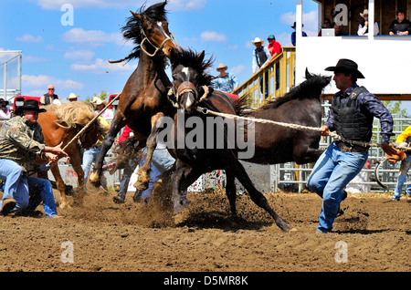 Wild Horse Race, Rodeo Ereignis. Stockfoto