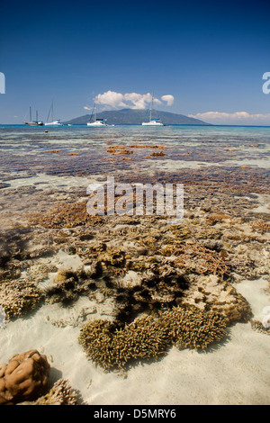 Madagaskar, Nosy Be, Nosy Tanikely Insel Korallen Köpfe in Untiefen ab Hauptstrand, Stockfoto
