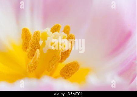 Gelbe Staubgefäße extreme Makro rosa Tulpe Stockfoto