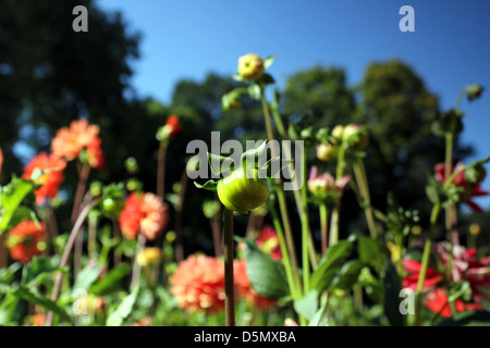 Blumenzwiebeln Stockfoto